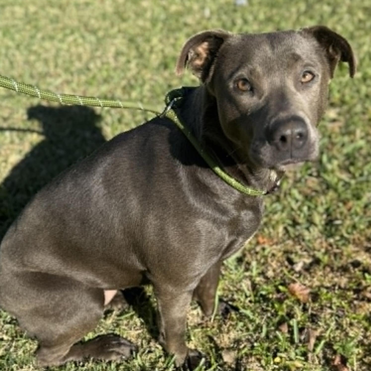 Enlarge Tilly, a Adoptable mixed breed in Edison, NJ image 1/3