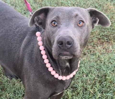 Enlarge Tilly, a Adoptable mixed breed in Edison, NJ image 3/3