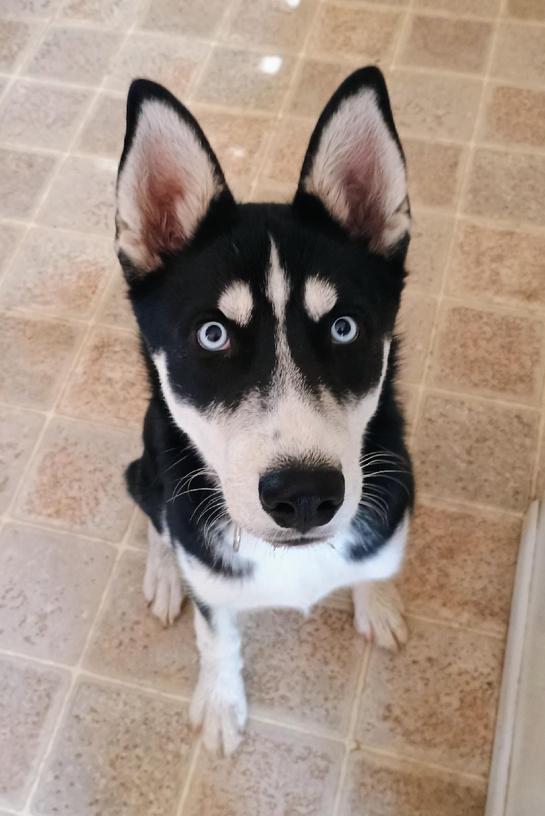 Juliet, Adopted, Young Female Husky.