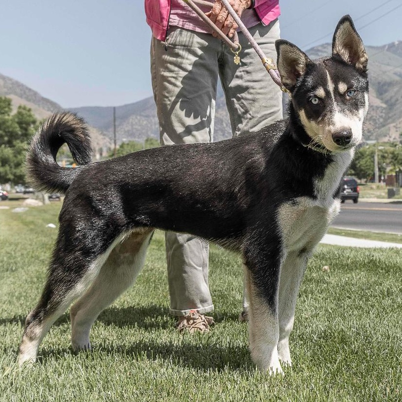 Enlarge Juliet, a Adopted Husky in Millville, UT image 2/2