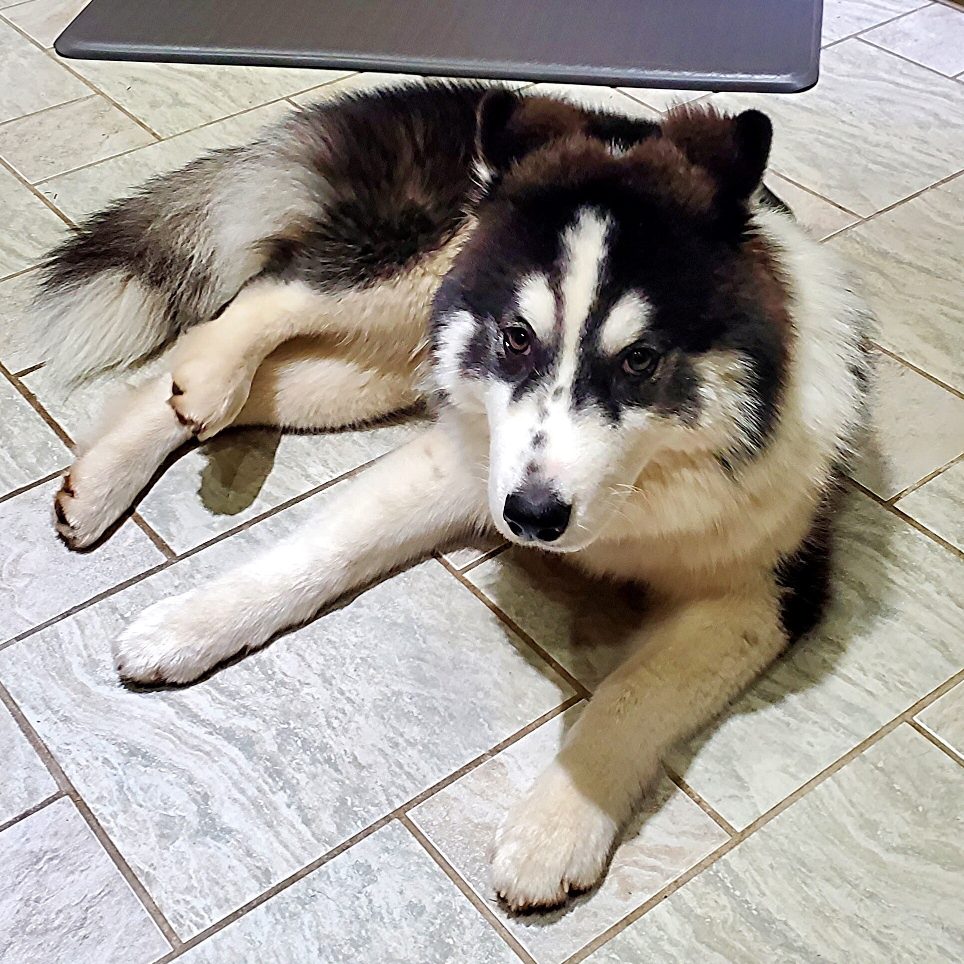 PENNY-Sanctuary (Not for Adoption), a Adoptable Siberian Husky in Indianapolis, IN image 2/12