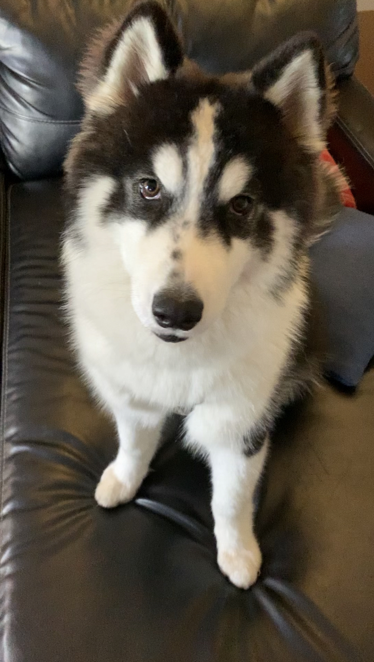 PENNY-Sanctuary (Not for Adoption), a Adoptable Siberian Husky in Indianapolis, IN image 3/12