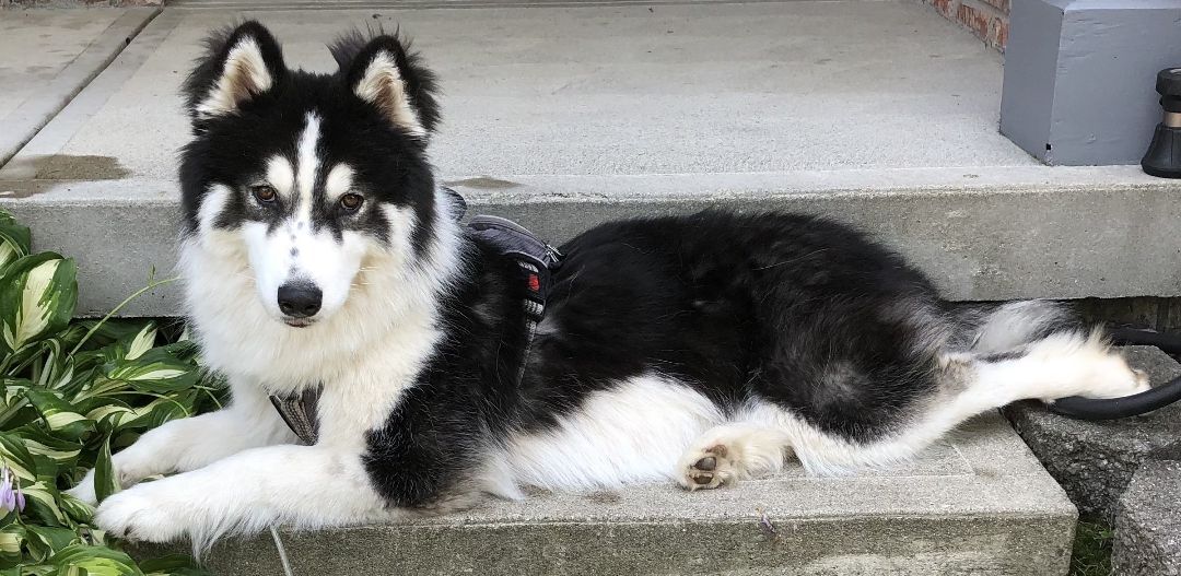 PENNY-Sanctuary (Not for Adoption), a Adoptable Siberian Husky in Indianapolis, IN image 4/12