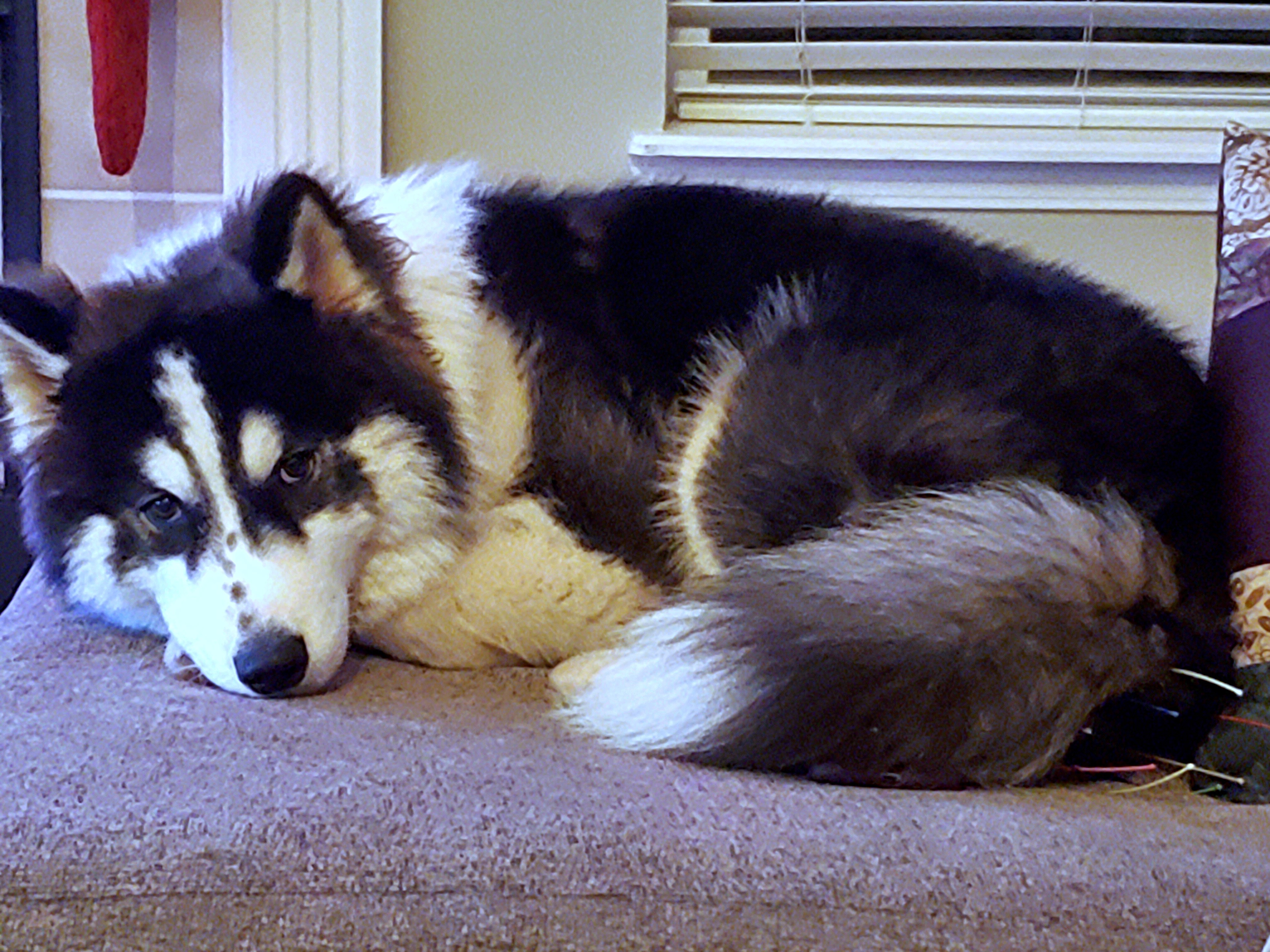 PENNY-Sanctuary (Not for Adoption), a Adoptable Siberian Husky in Indianapolis, IN image 5/12