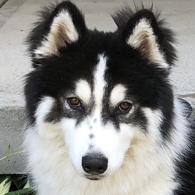 PENNY-Sanctuary (Not for Adoption)