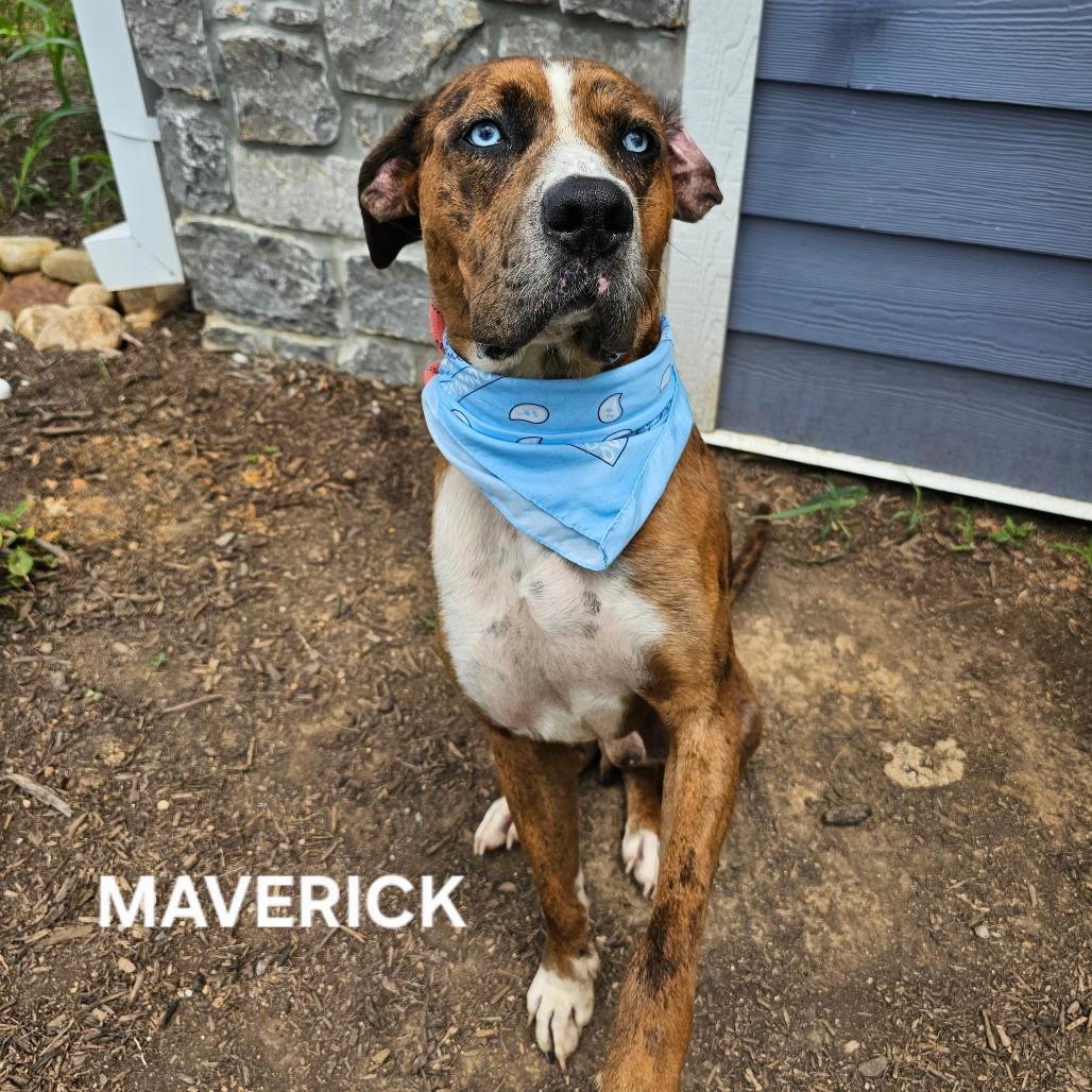 Maverick thumbnail 6