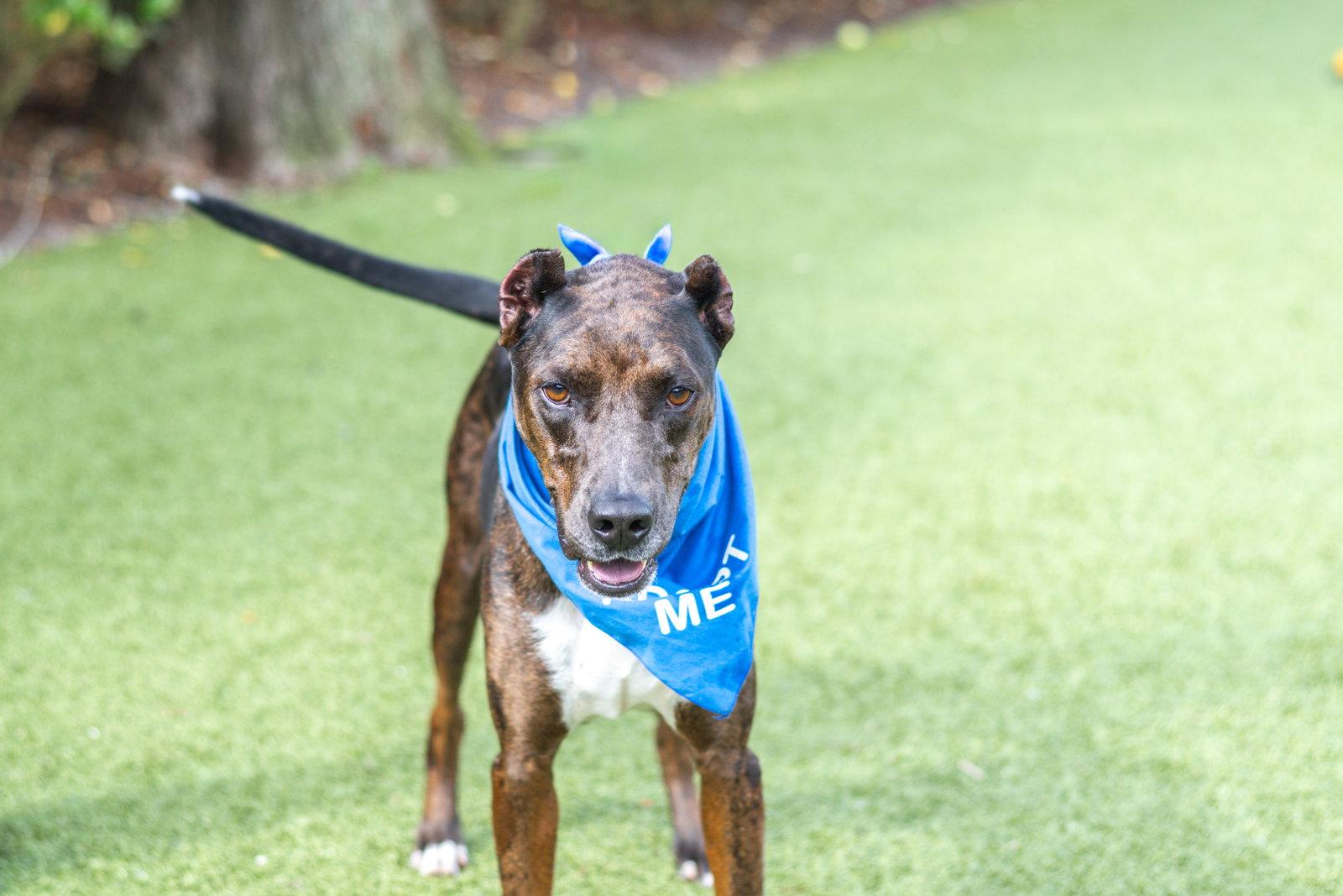 Erin, a Adoptable Doberman Pinscher in Hilton Head Island, SC image 1/3
