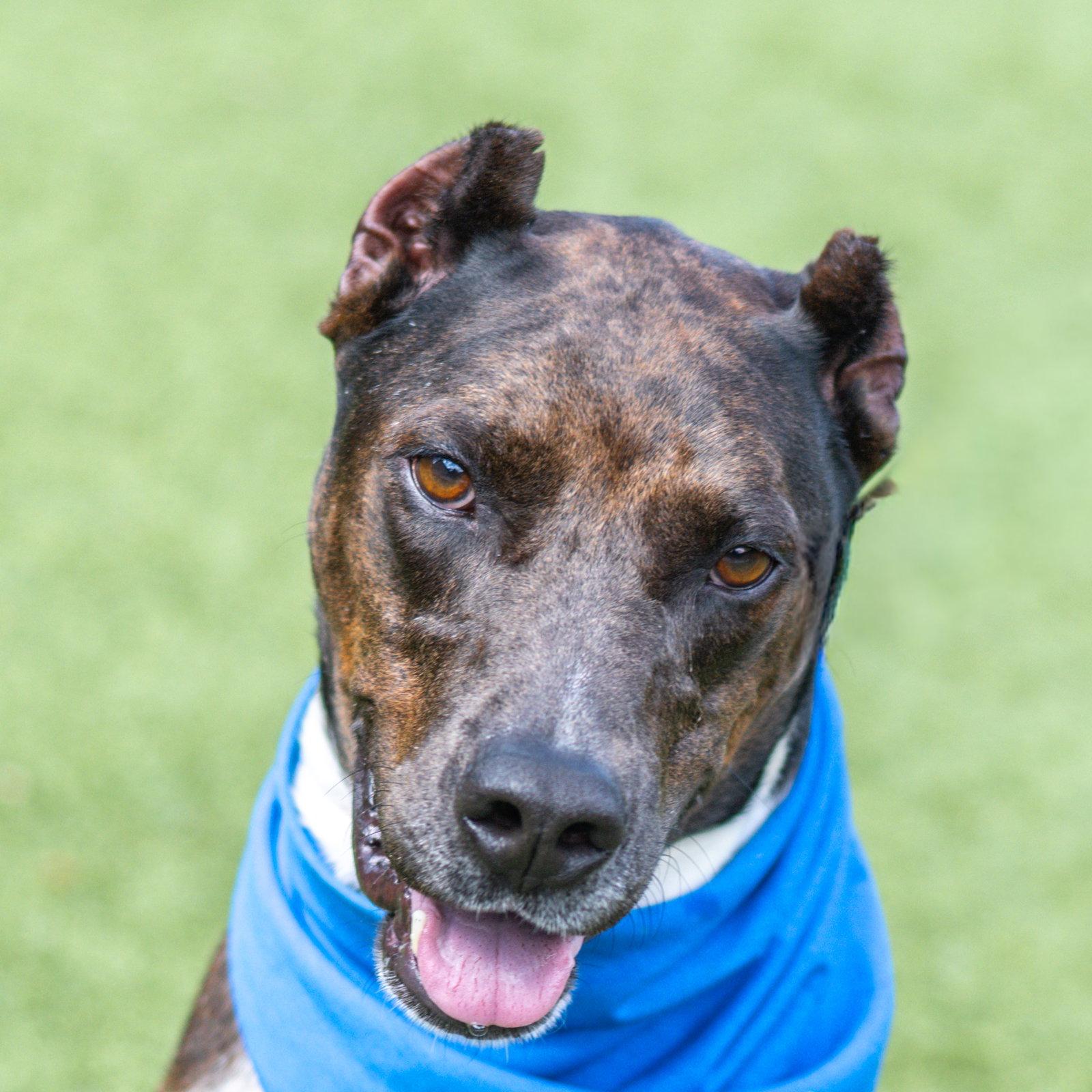 Erin, a Adoptable Doberman Pinscher in Hilton Head Island, SC image 2/3