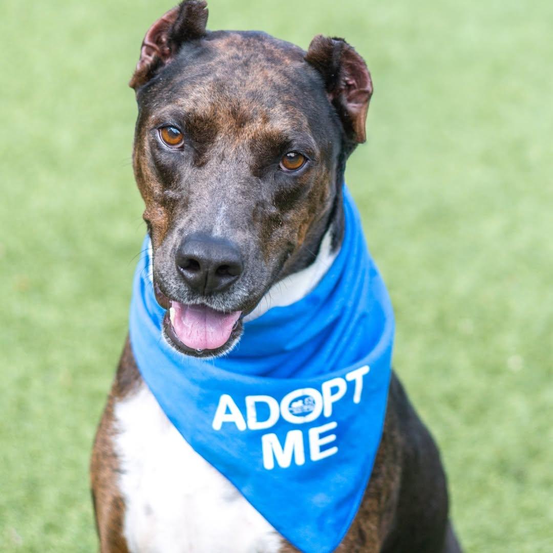 Erin, a Adoptable Doberman Pinscher in Hilton Head Island, SC image 3/3