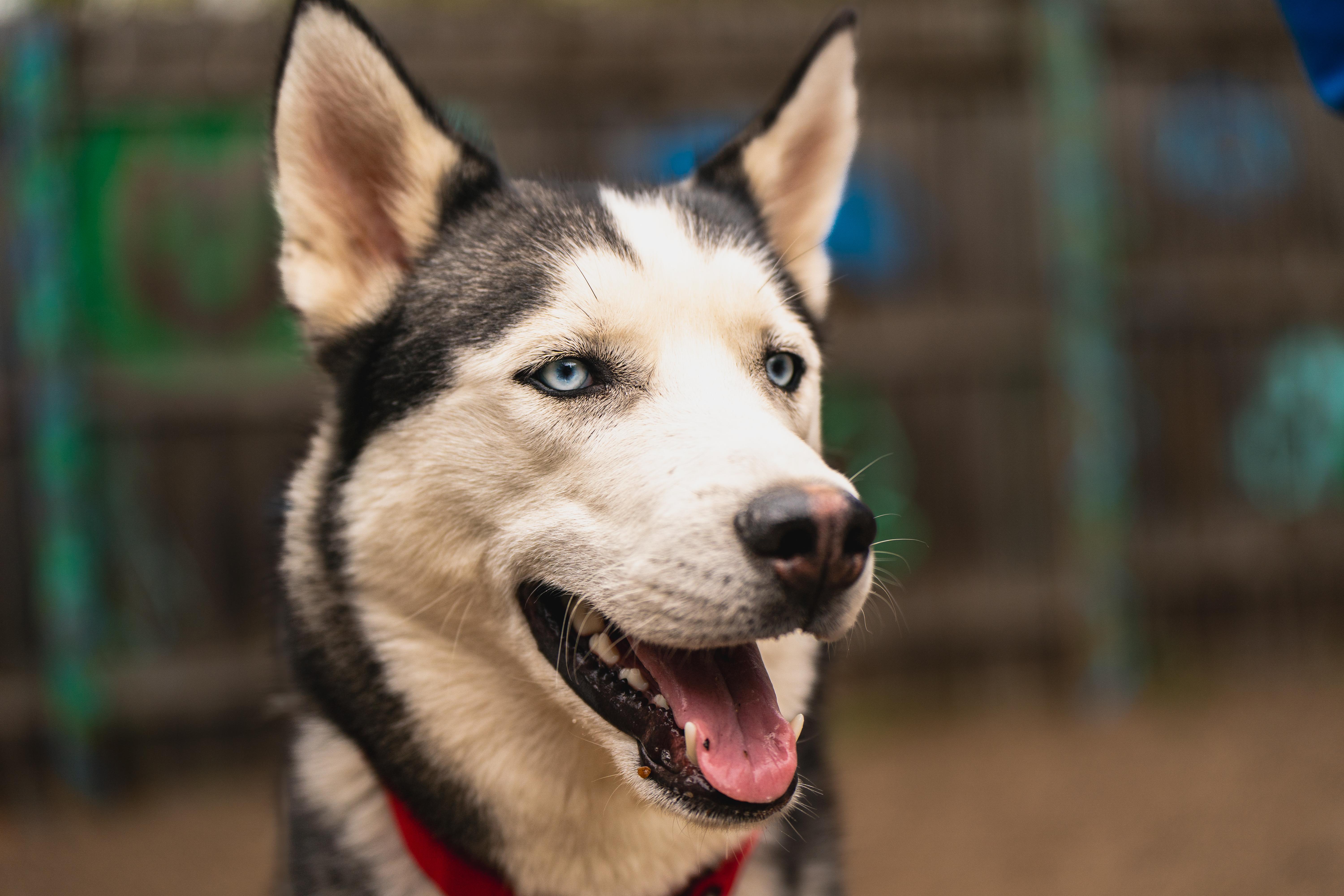 Harley, adoptable, Young Male Siberian Husky.
