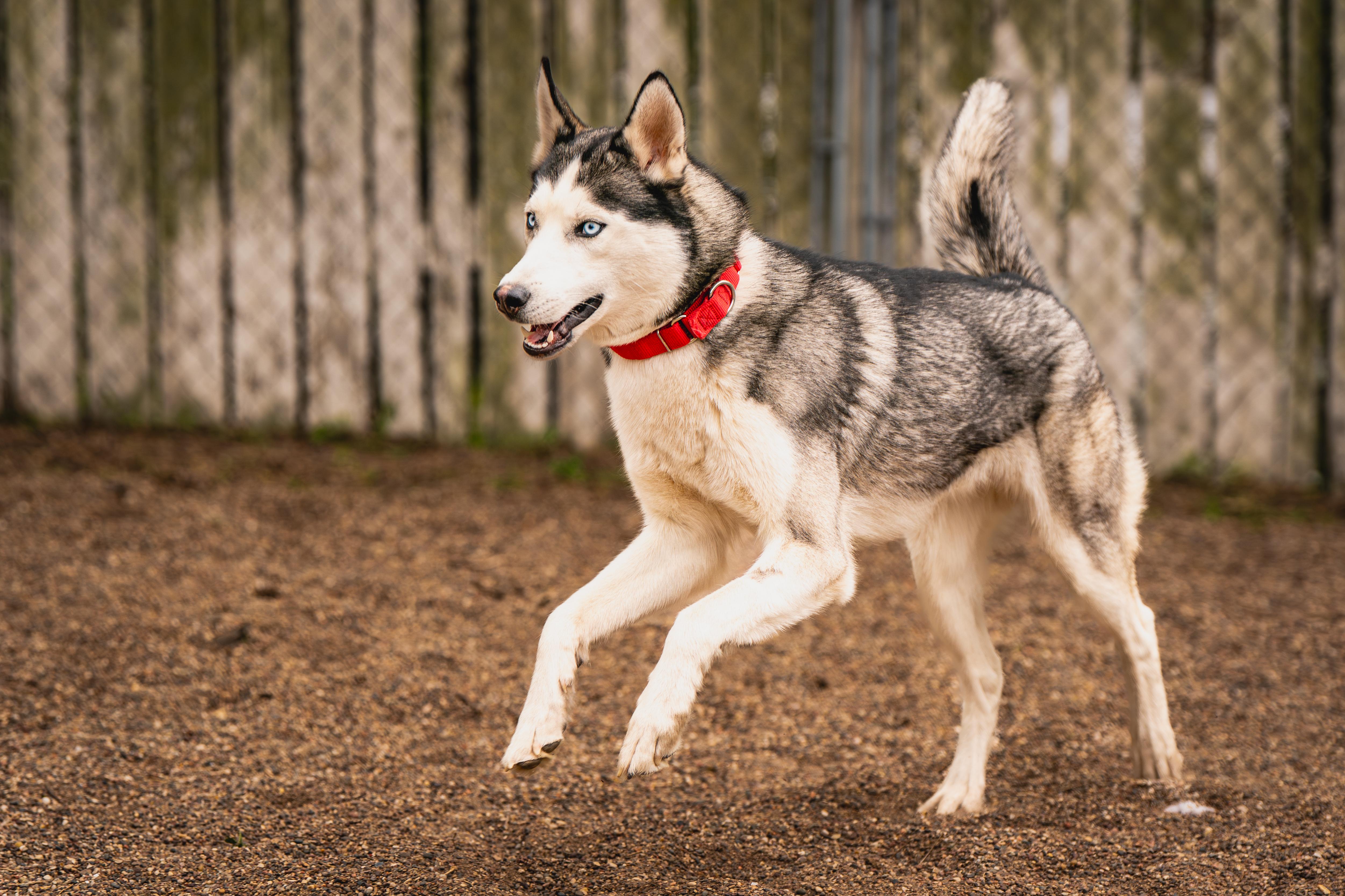 Harley, an adoptable Siberian Husky in Red Wing, MN image 6/6