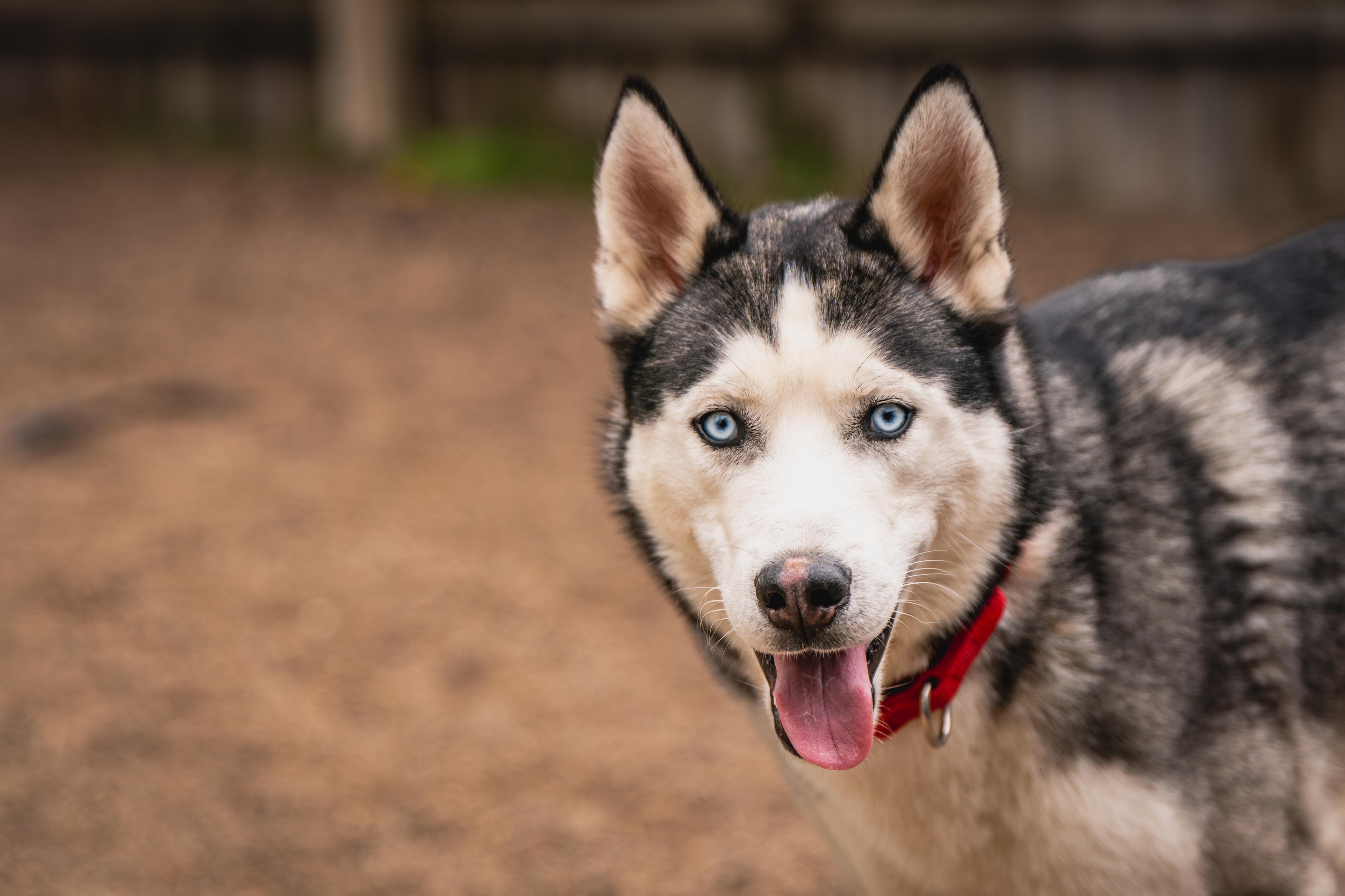 Harley, an adoptable Siberian Husky in Red Wing, MN image 4/6