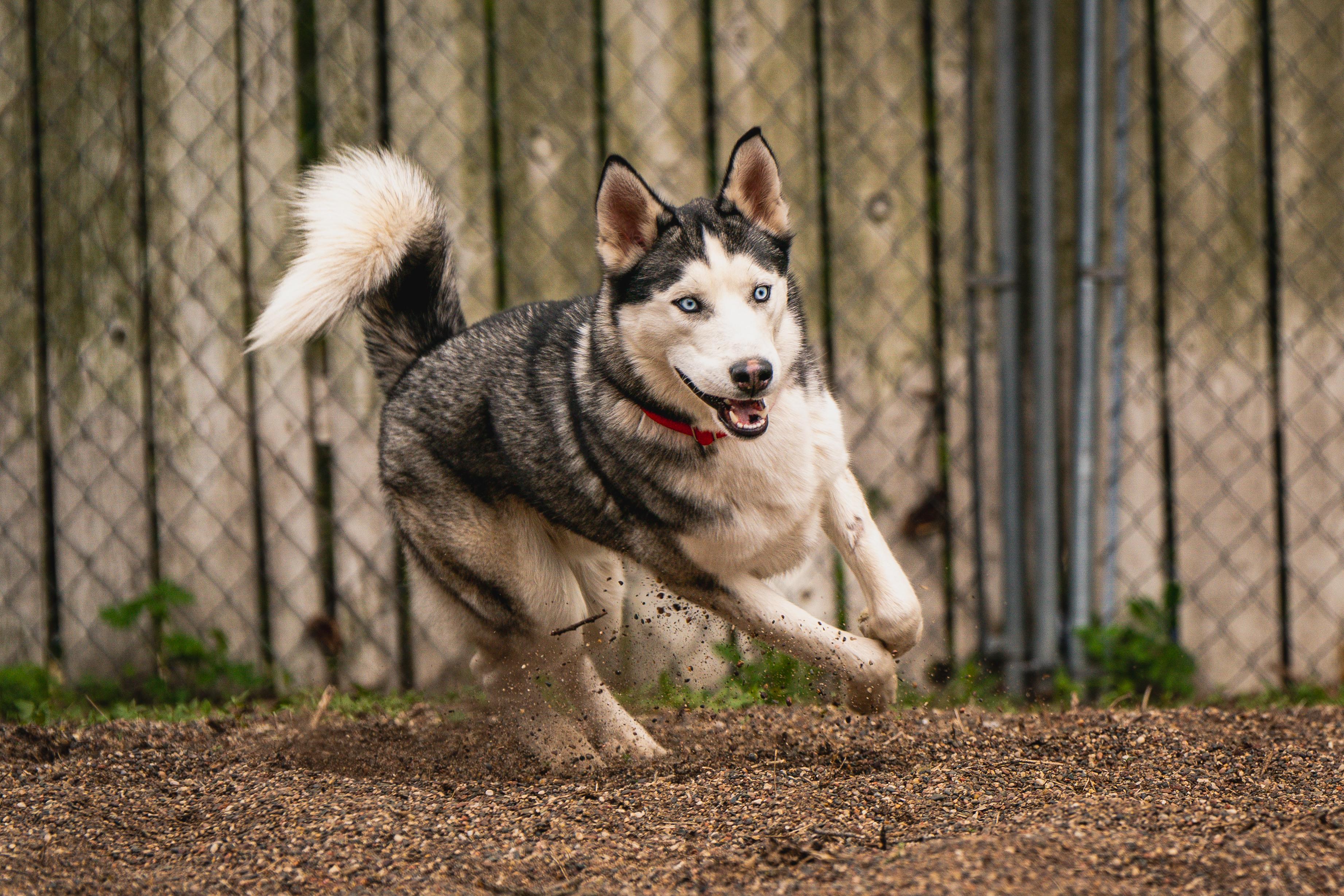 Harley, an adoptable Siberian Husky in Red Wing, MN image 5/6