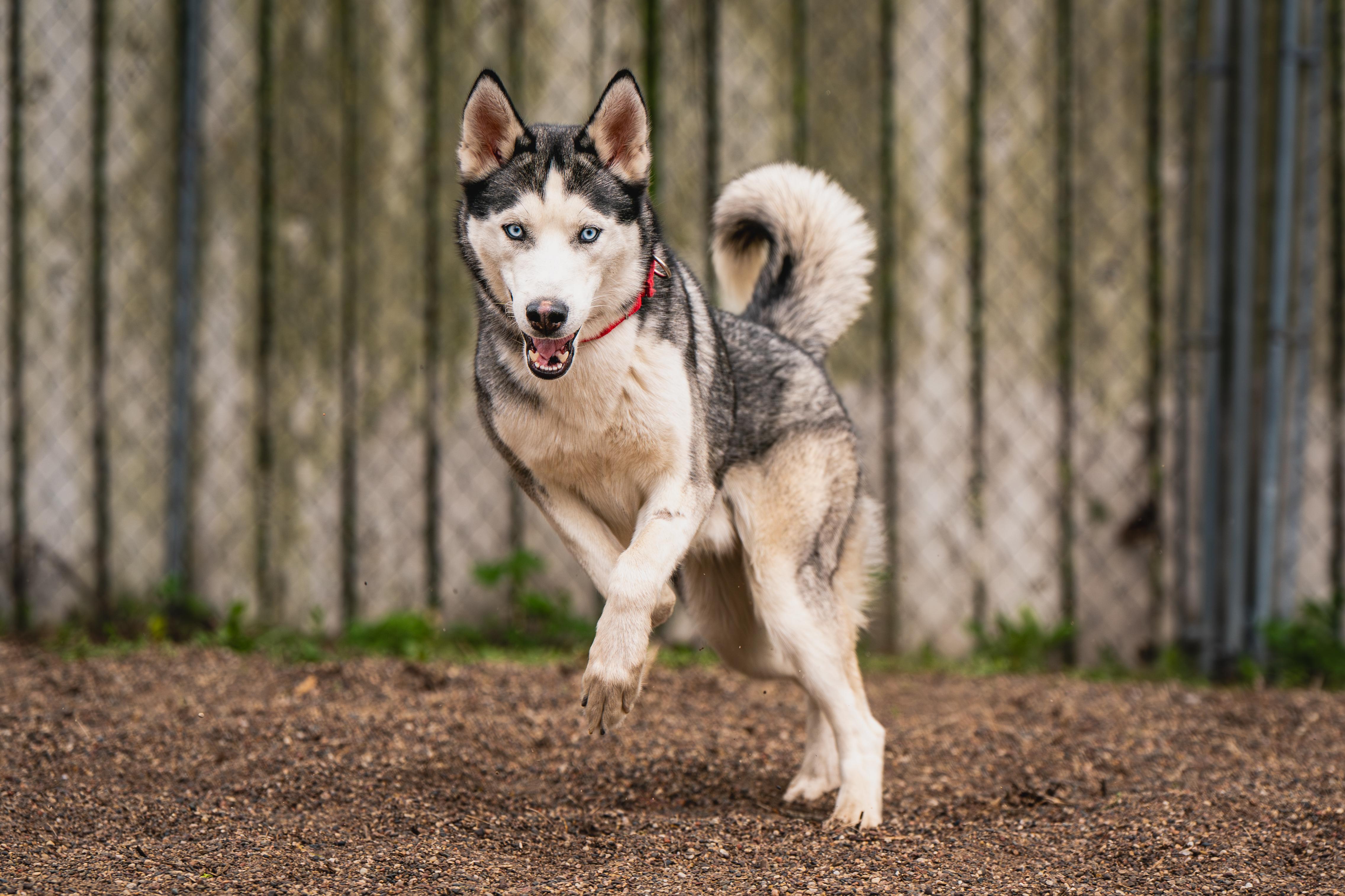Harley, an adoptable Siberian Husky in Red Wing, MN image 2/6