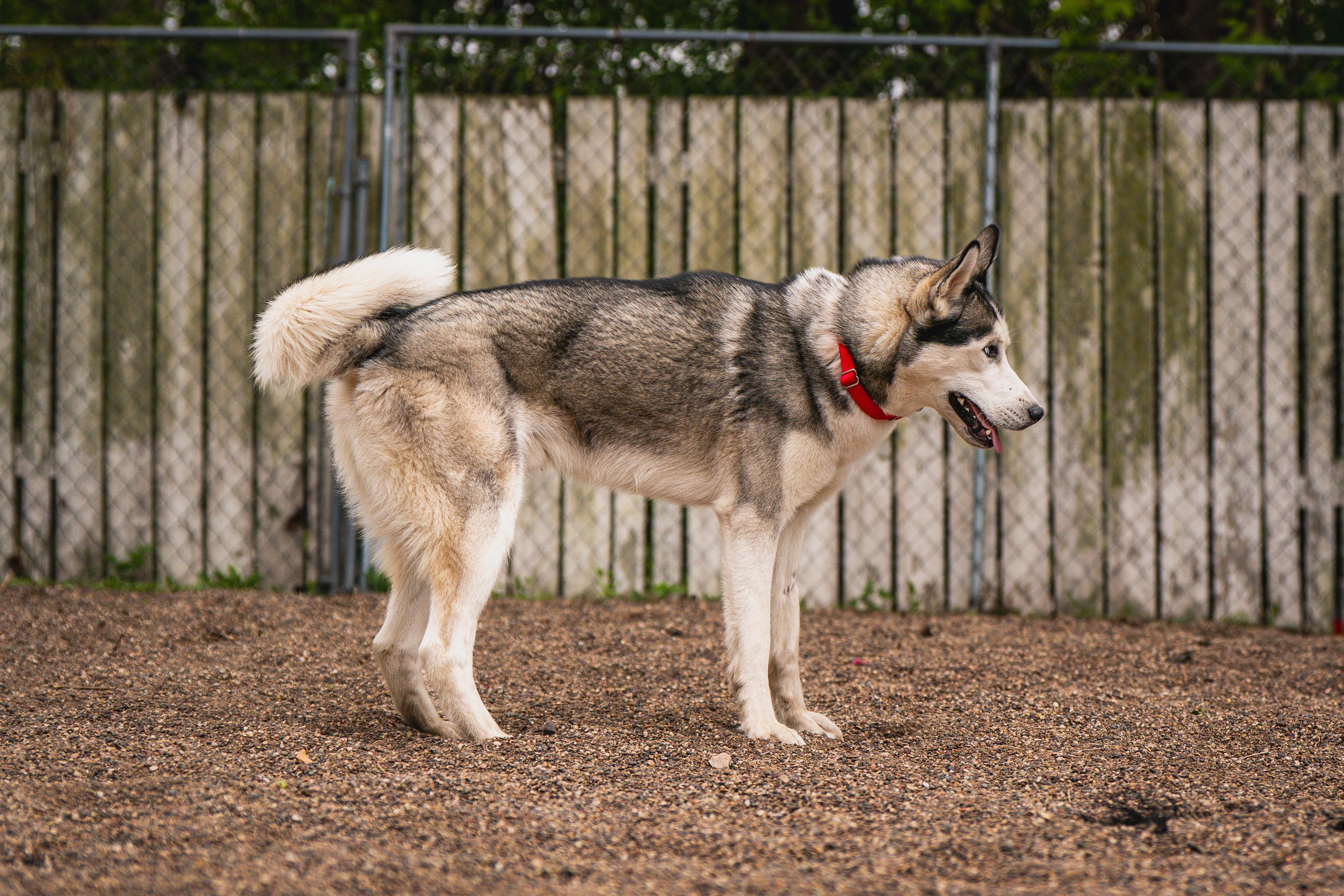 Harley, an adoptable Siberian Husky in Red Wing, MN image 3/6
