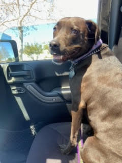 Enlarge Hope, a Adoptable mixed breed in Carlsbad, CA image 1/6