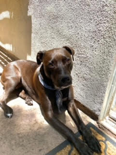 Enlarge Hope, a Adoptable mixed breed in Carlsbad, CA image 5/6