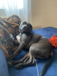 Enlarge Hope, a Adoptable mixed breed in Carlsbad, CA image 3/6