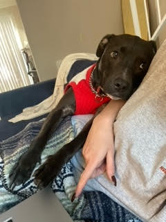 Enlarge Hope, a Adoptable mixed breed in Carlsbad, CA image 2/6