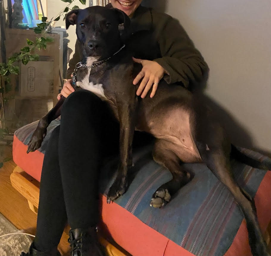 Enlarge Hope, a Adoptable mixed breed in Carlsbad, CA image 4/6