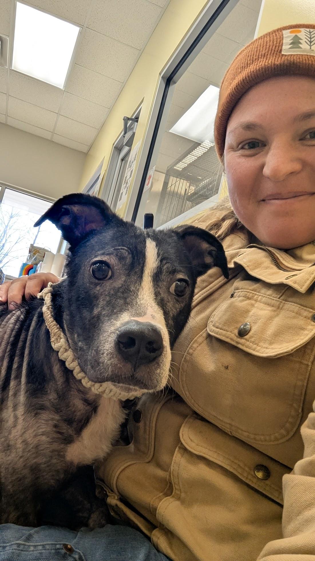 Enlarge Panther, a ADOPTABLE Mixed Breed in Benton Harbor, MI image 1/1