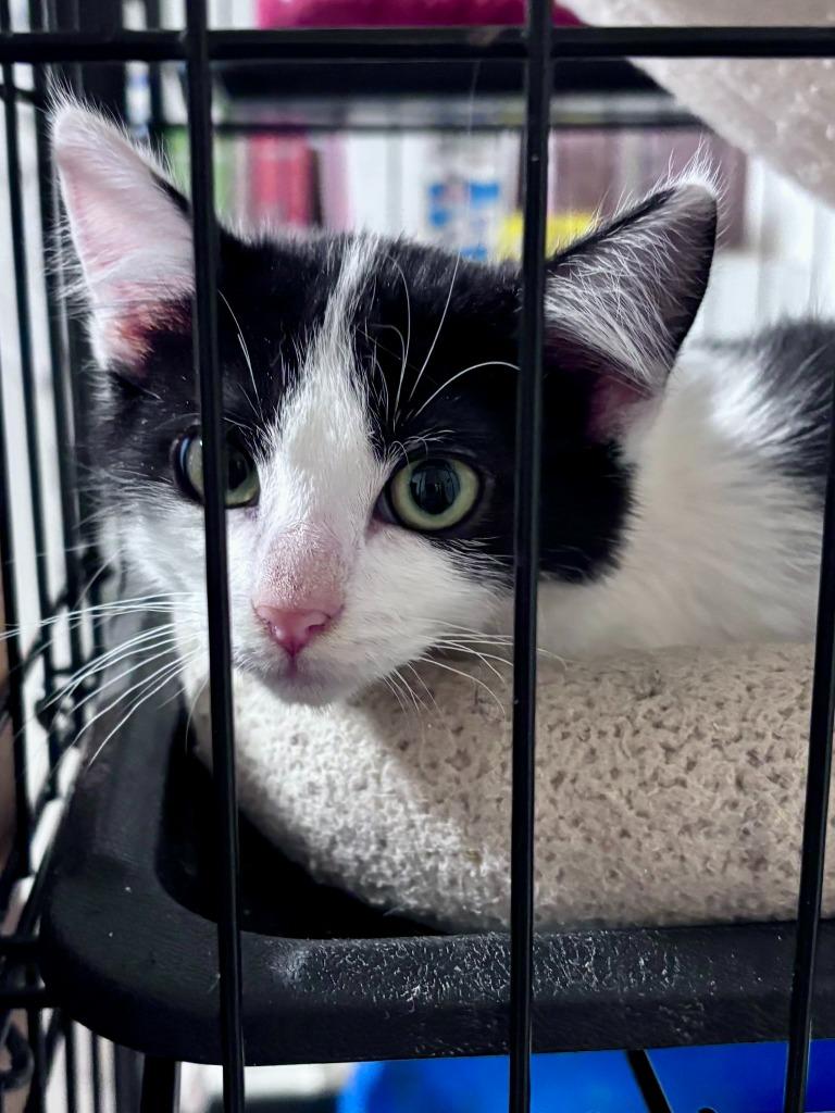 Bugs, Adoptable, Kitten Male Domestic Short Hair.