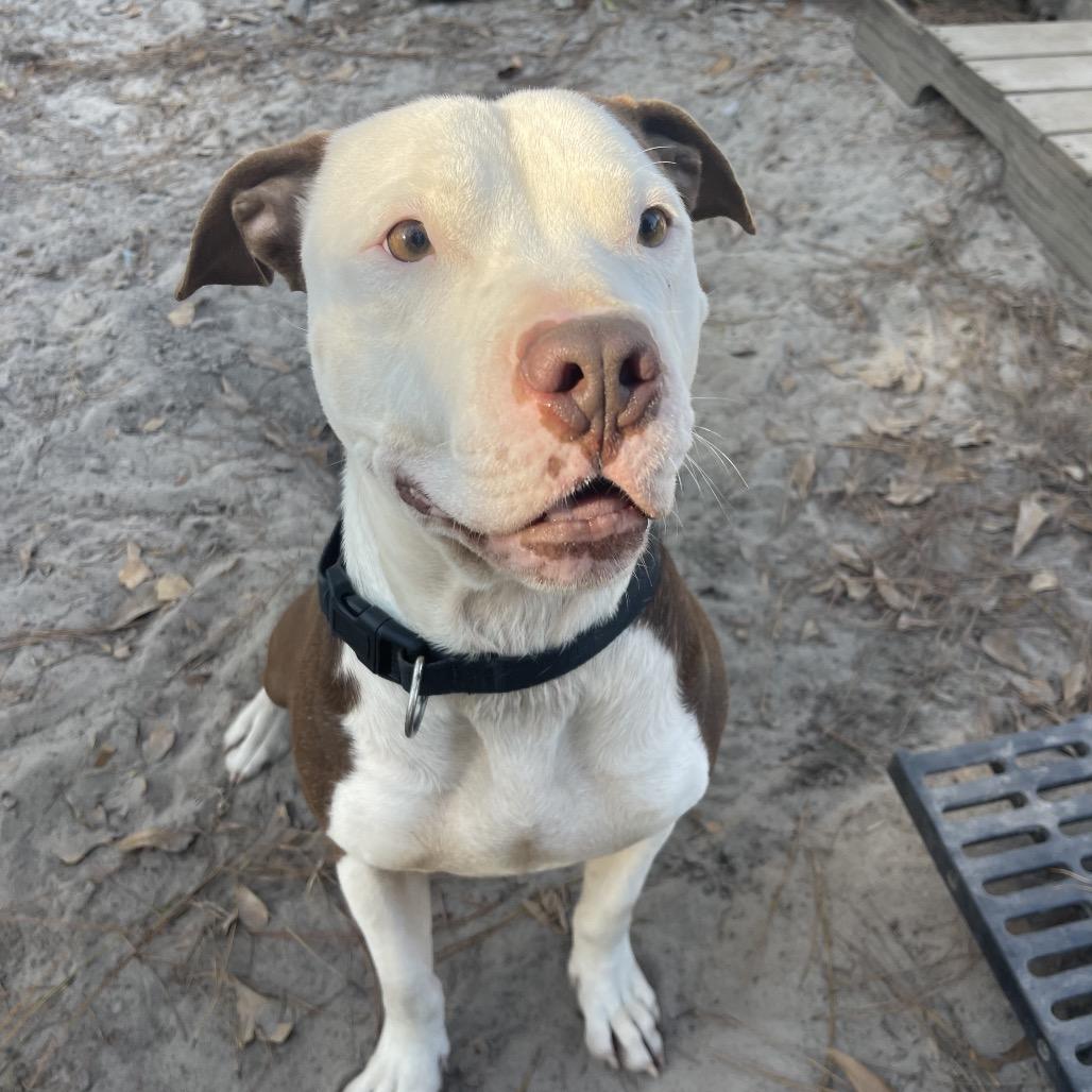 Pinecone Pete, Adoptable, Adult Male Pit Bull Terrier.