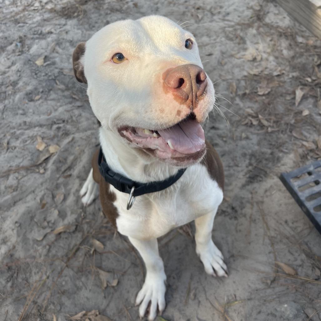 Pinecone Pete, a Adoptable Pit Bull Terrier in Valdosta , GA image 2/6