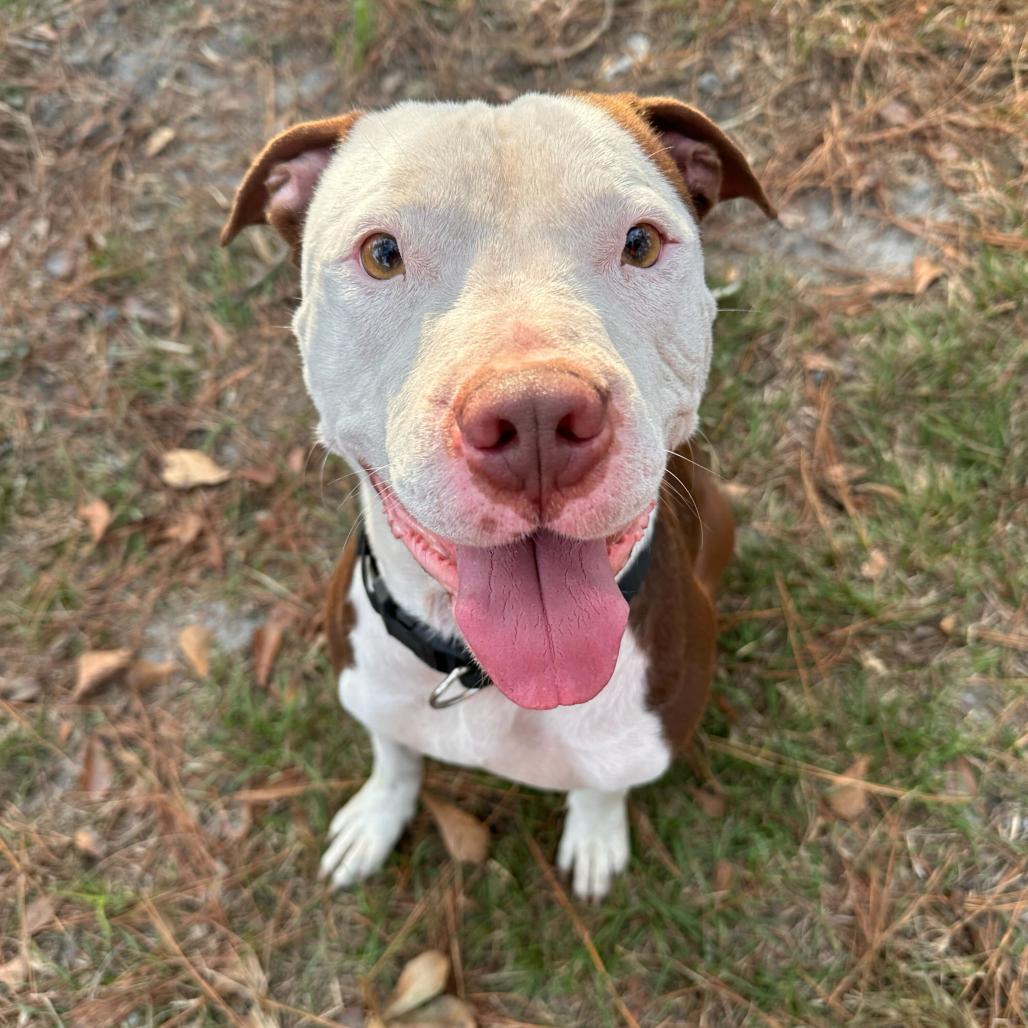 Pinecone Pete, a Adoptable Pit Bull Terrier in Valdosta , GA image 3/6