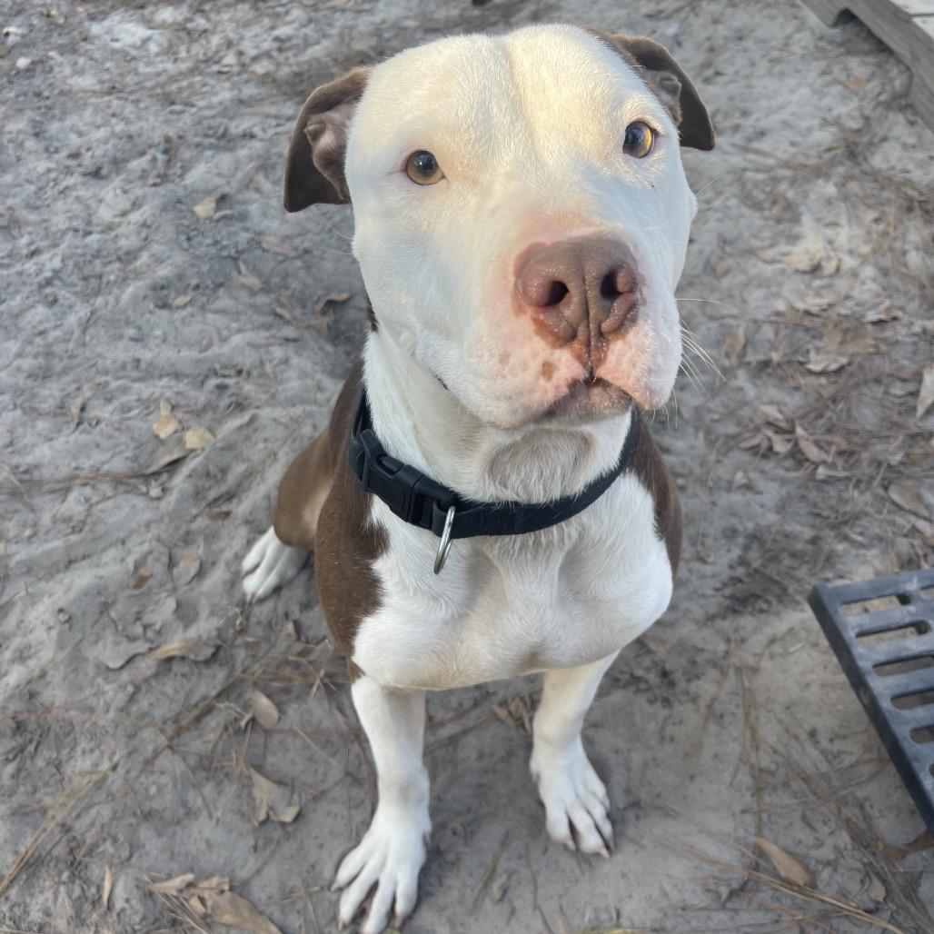 Pinecone Pete, a Adoptable Pit Bull Terrier in Valdosta , GA image 6/6