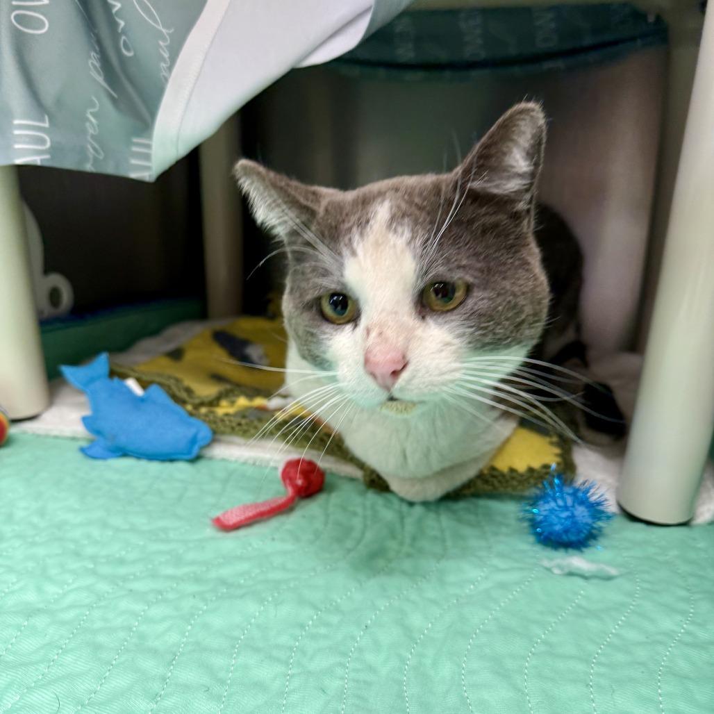 Billie The Kid-C, a Adoptable Domestic Short Hair in East Saint Louis, IL image 5/5
