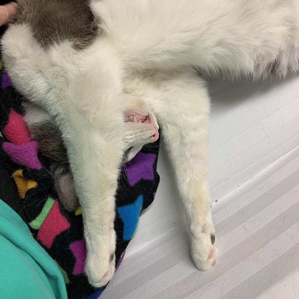 Billie The Kid-C, a Adoptable Domestic Short Hair in East Saint Louis, IL image 1/5