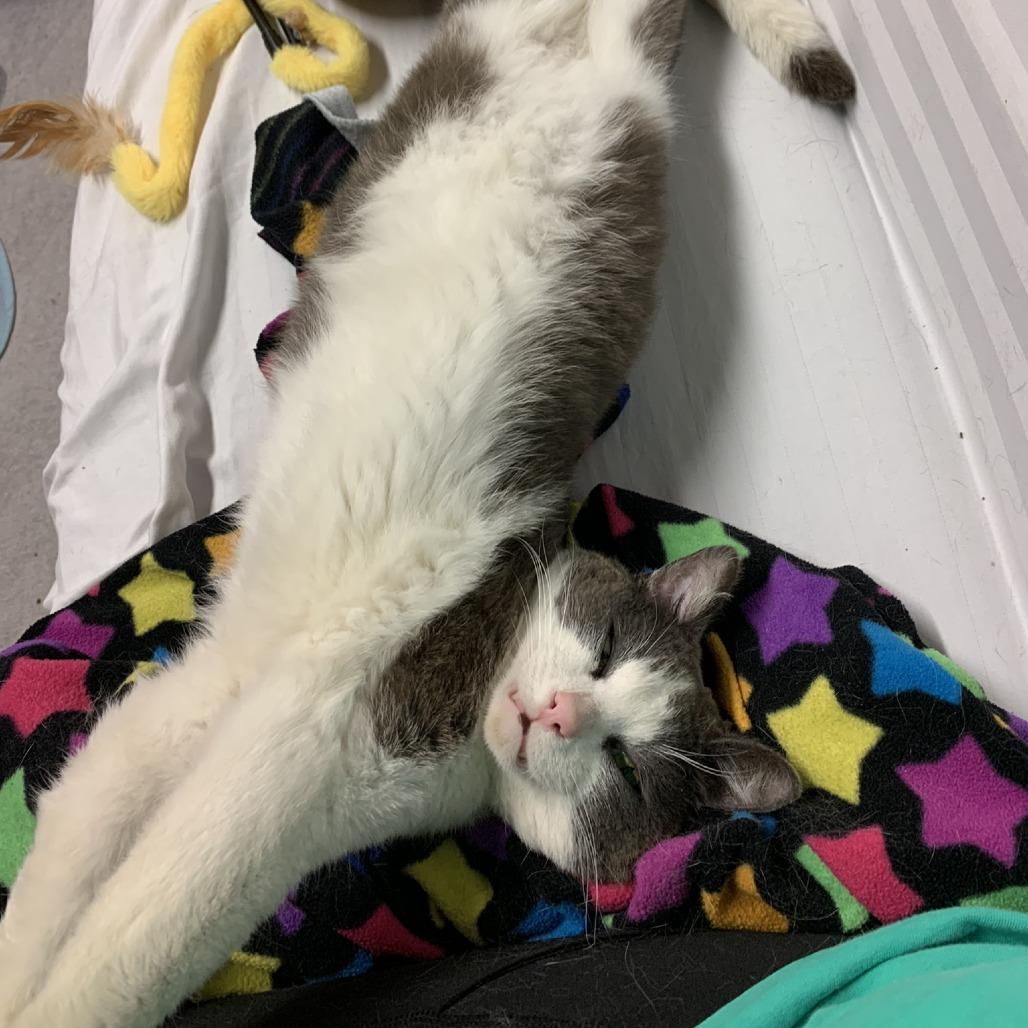Billie The Kid-C, a Adoptable Domestic Short Hair in East Saint Louis, IL image 2/5