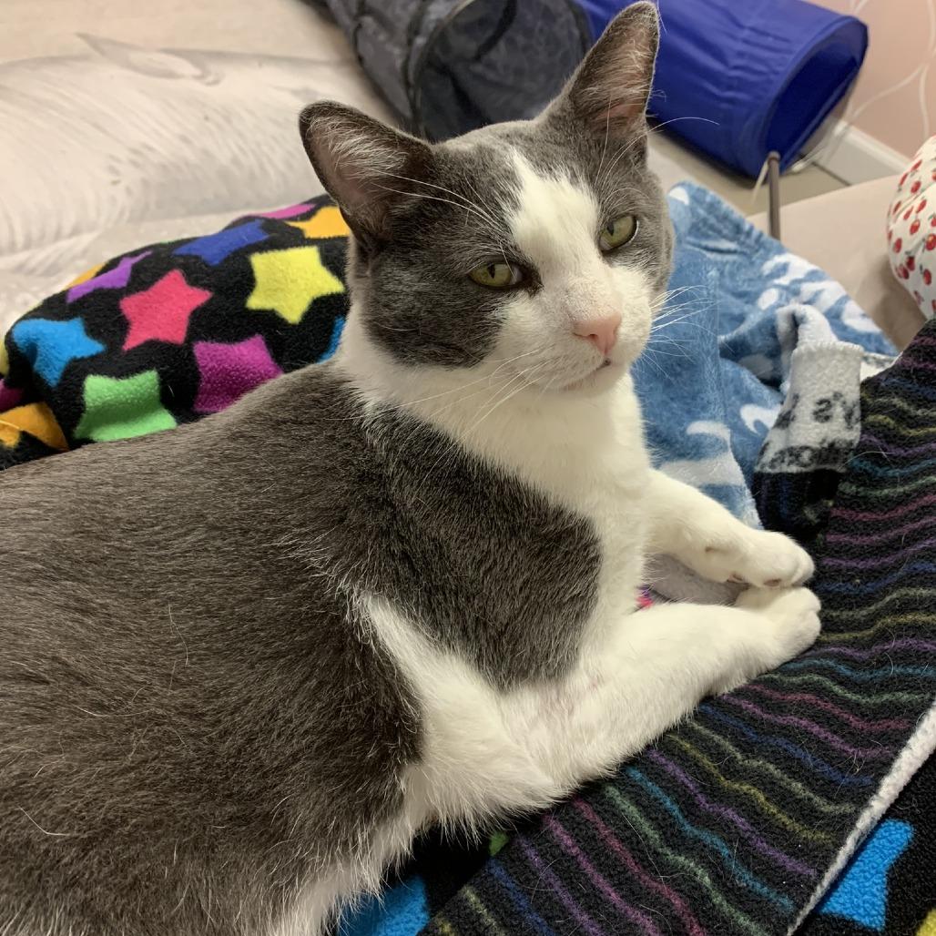 Enlarge Billie The Kid-C (Sponsored), a Adoptable Domestic Short Hair in East Saint Louis, IL image 3/6