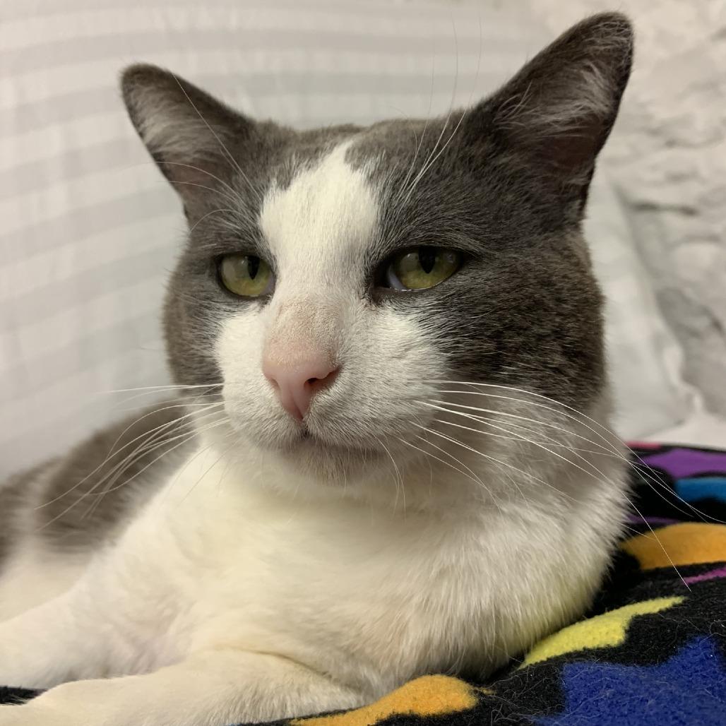 Billie The Kid-C, Adoptable, Adult Male Domestic Short Hair.