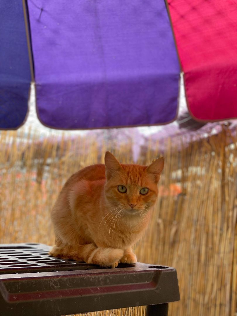 Enlarge Mad Dawg, a Adoptable Domestic Short Hair in St. George, UT image 1/12