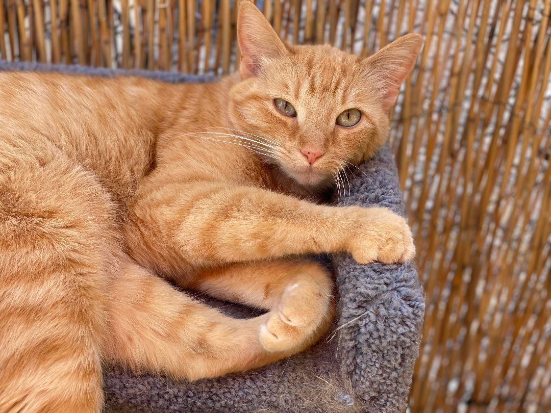 Enlarge Mad Dawg, a Adoptable Domestic Short Hair in St. George, UT image 2/12