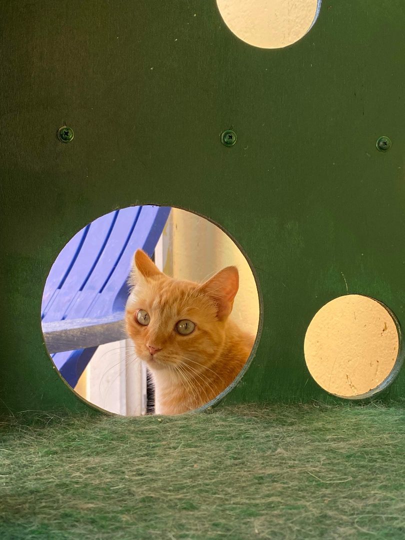 Enlarge Mad Dawg, a Adoptable Domestic Short Hair in St. George, UT image 3/12