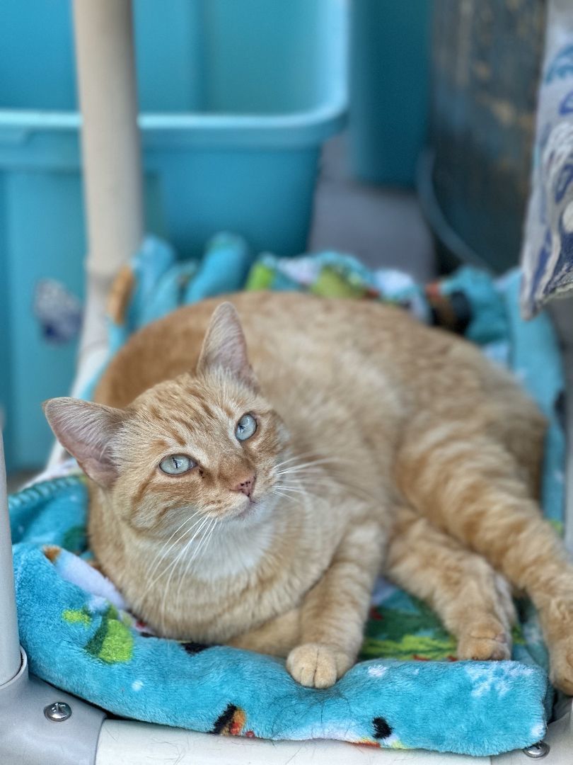 Enlarge Mad Dawg, a Adoptable Domestic Short Hair in St. George, UT image 4/12