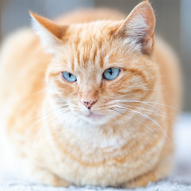 Enlarge Mad Dawg, a Adoptable Domestic Short Hair in St. George, UT image 5/12