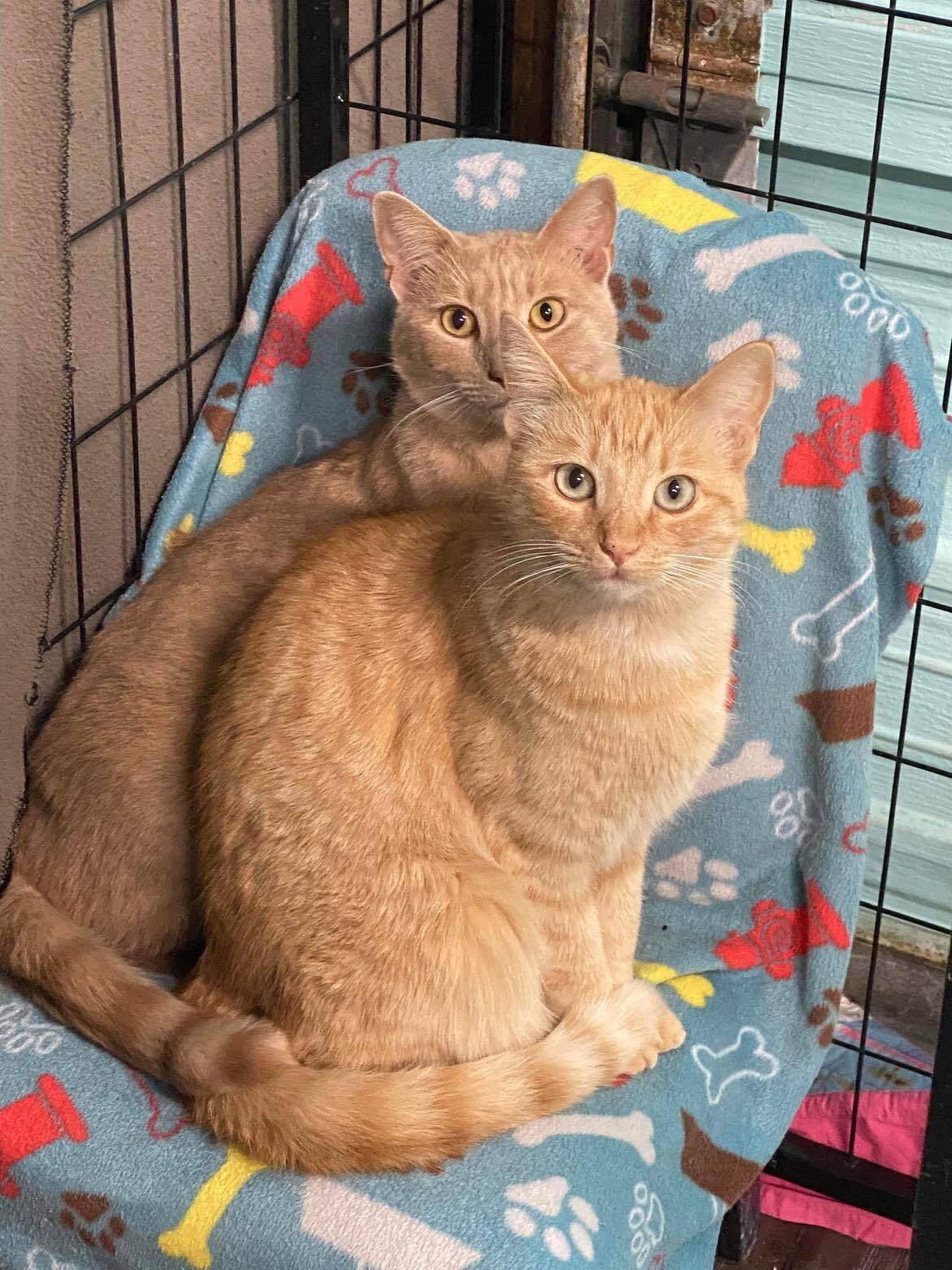 Enlarge Mad Dawg, a Adoptable Domestic Short Hair in St. George, UT image 6/12