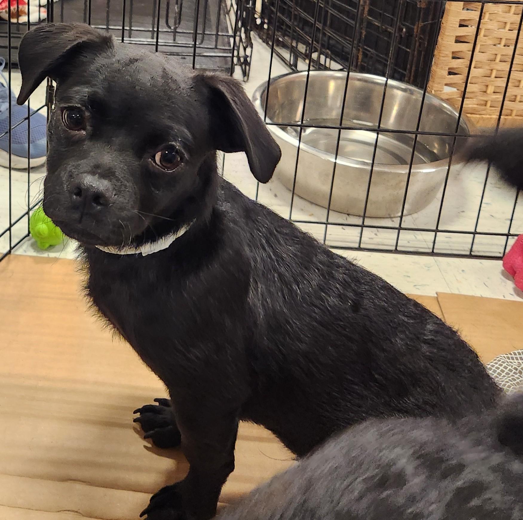 Ollie, Adoptable, Puppy Male Pug & Dachshund (Long Haired).