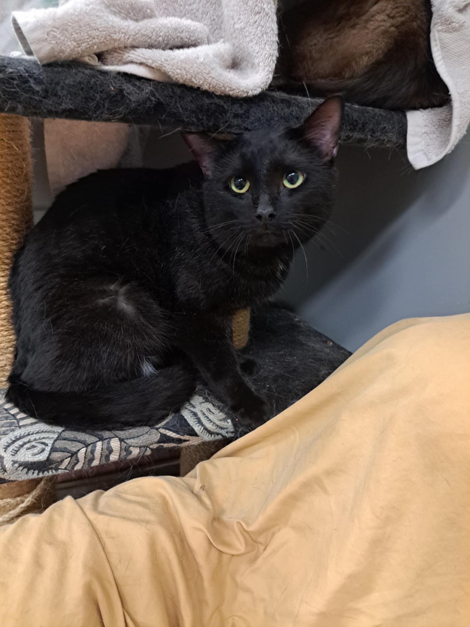 Kovu, a Adoptable Domestic Short Hair in Palgrave, ON image 2/4