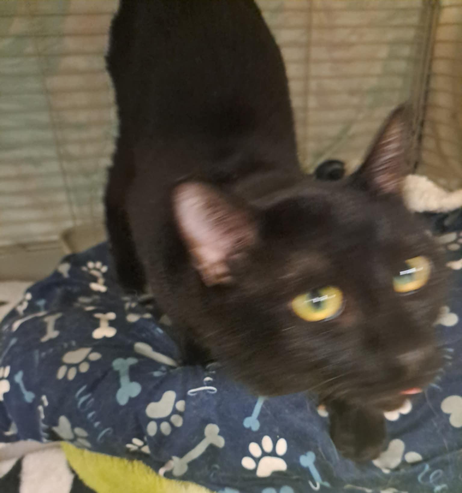 Kovu, a Adoptable Domestic Short Hair in Palgrave, ON image 4/4