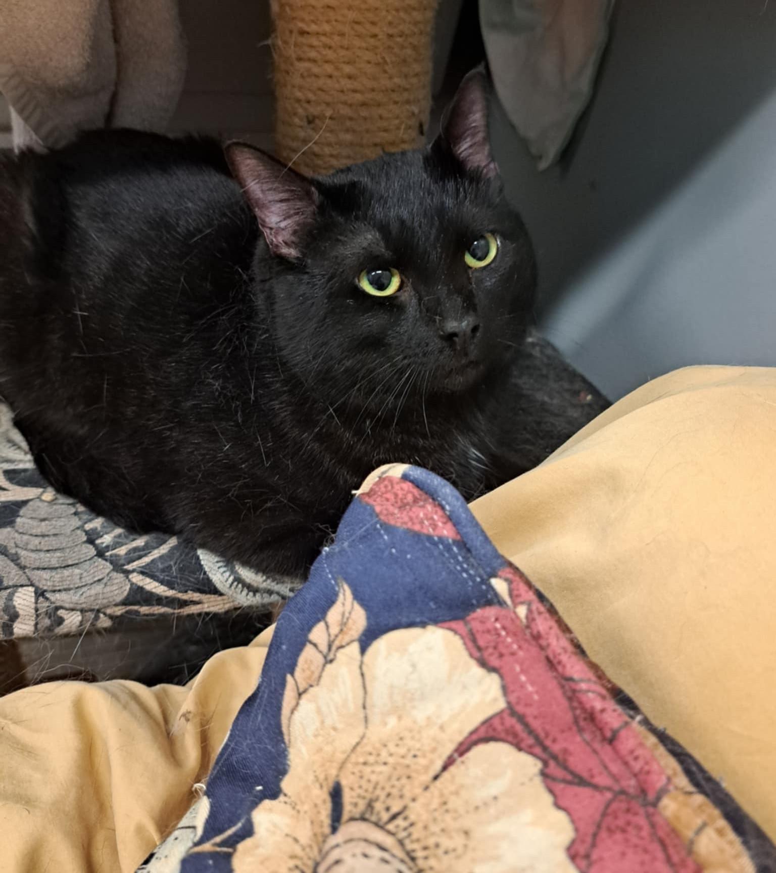 Kovu, a Adoptable Domestic Short Hair in Palgrave, ON image 1/4