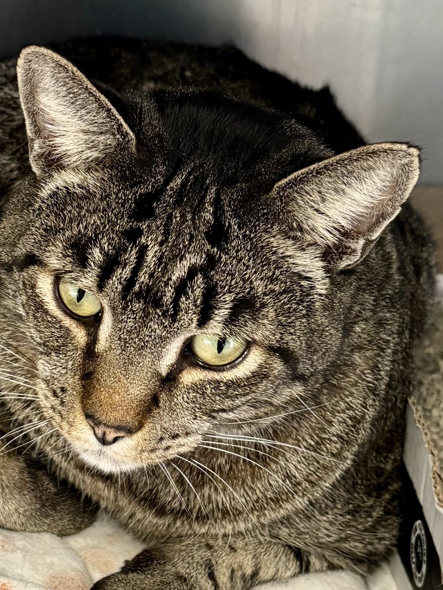 Banana Peel, ADOPTABLE, Adult Male Domestic Short Hair.