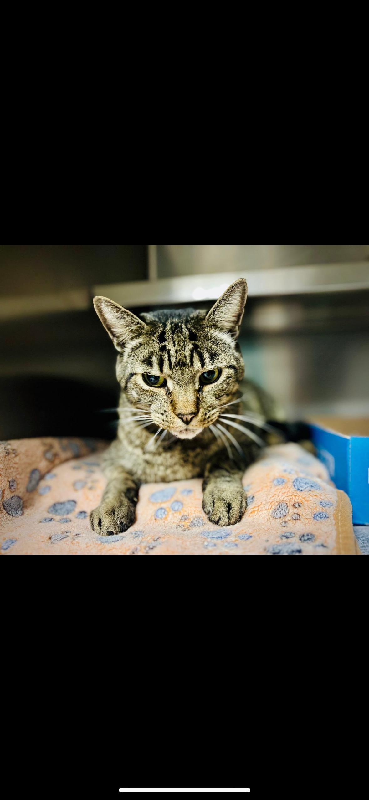 Enlarge Banana Peel, a ADOPTABLE Domestic Short Hair in Manchester, NH image 2/5