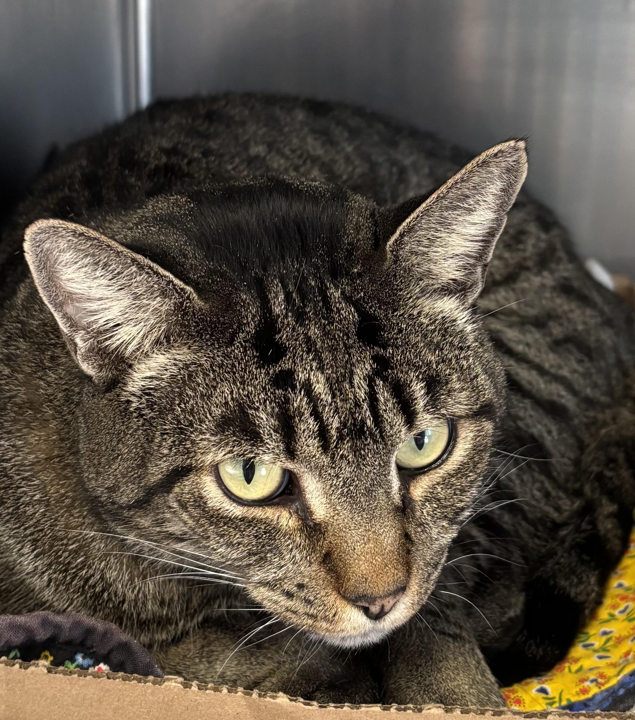 Enlarge Banana Peel, a ADOPTABLE Domestic Short Hair in Manchester, NH image 3/5