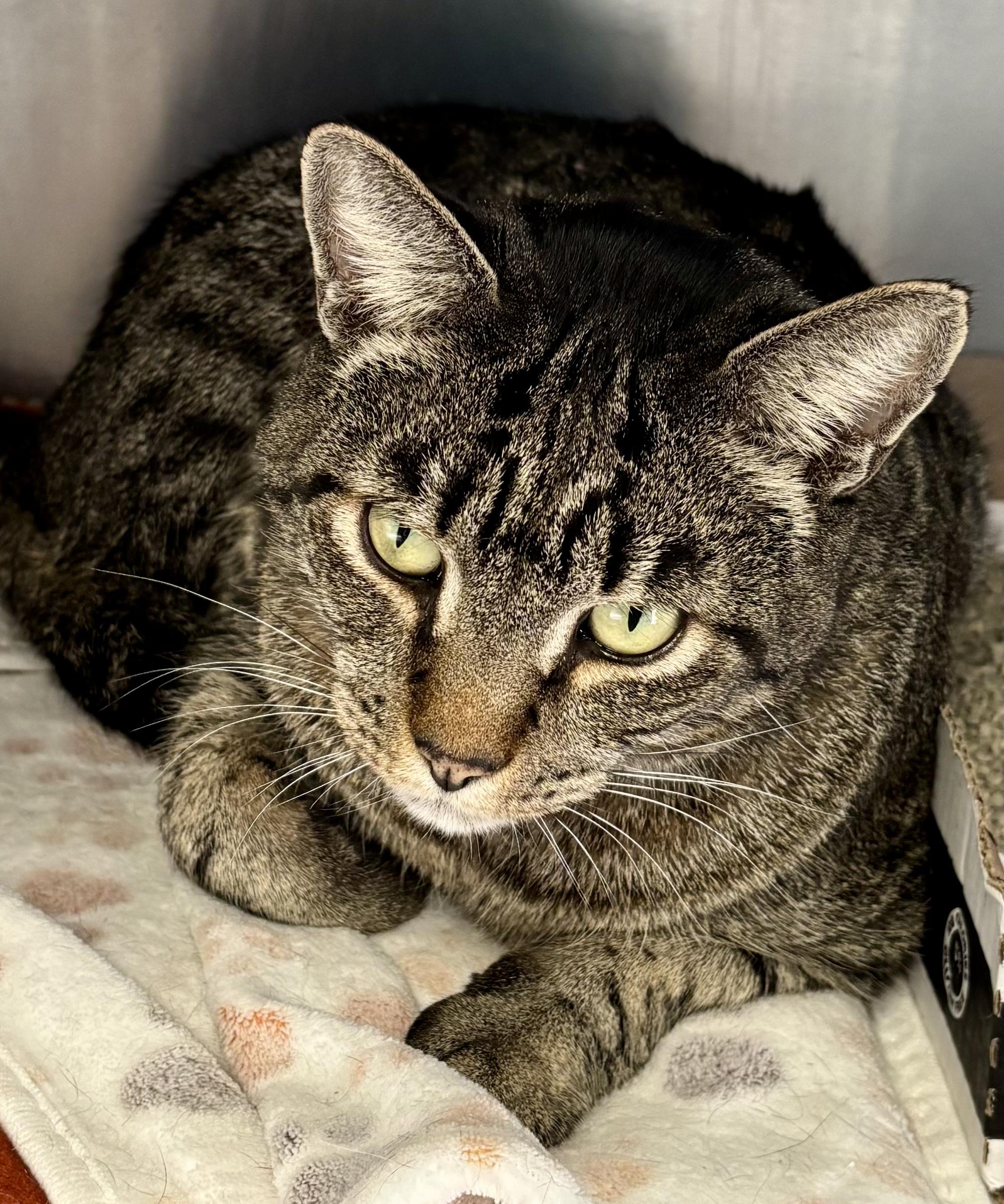 Enlarge Banana Peel, a ADOPTABLE Domestic Short Hair in Manchester, NH image 4/5