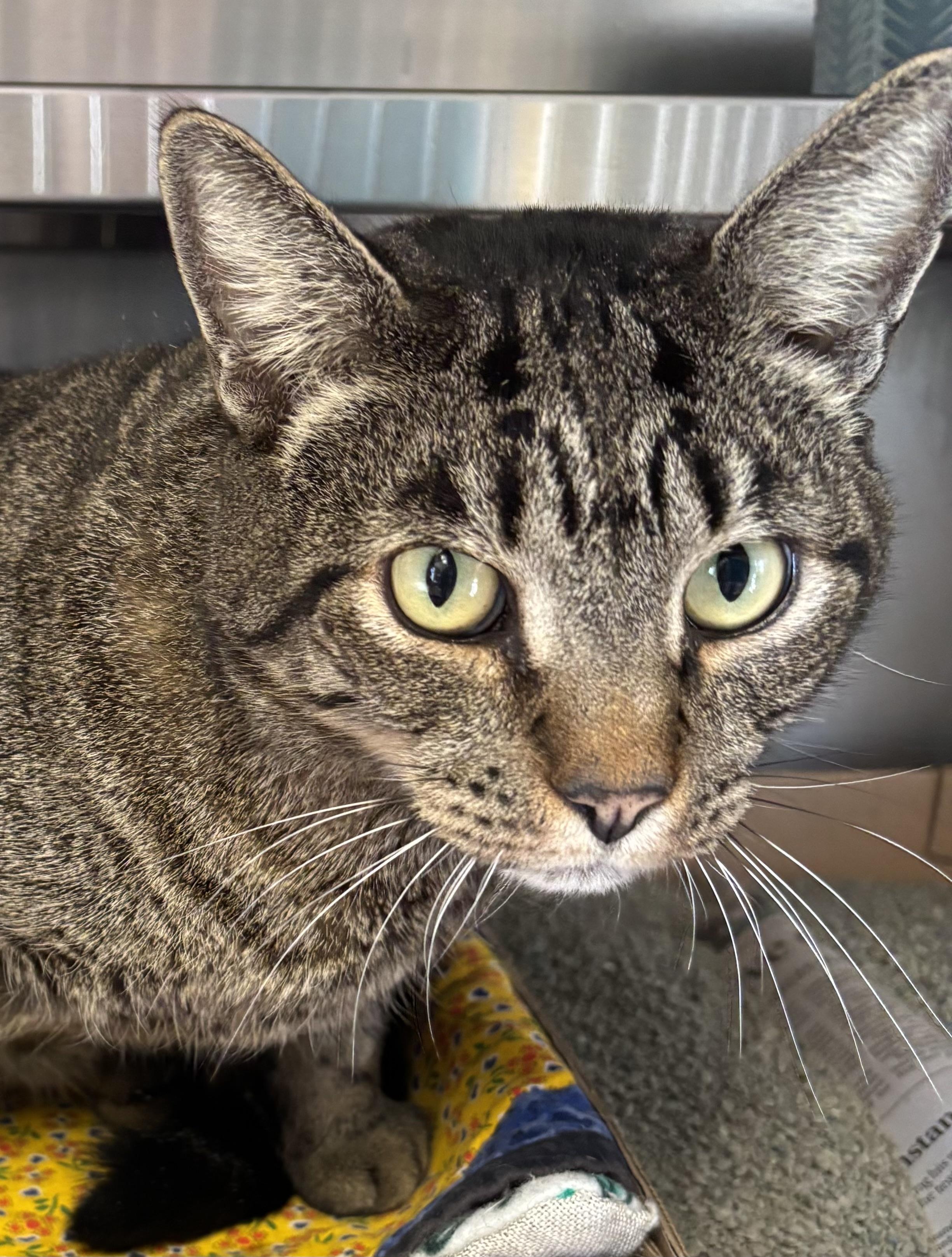 Enlarge Banana Peel, a ADOPTABLE Domestic Short Hair in Manchester, NH image 5/5